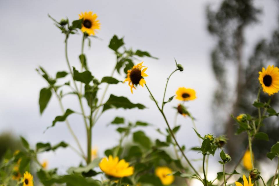 Sunflowers