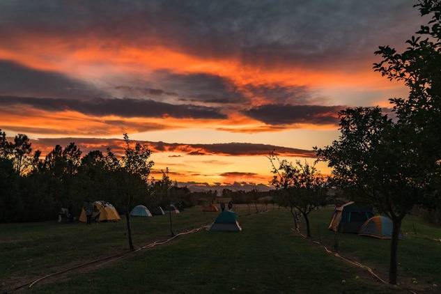 Sunset in Apple Orchard