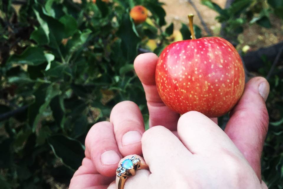 Engaged among the apple trees