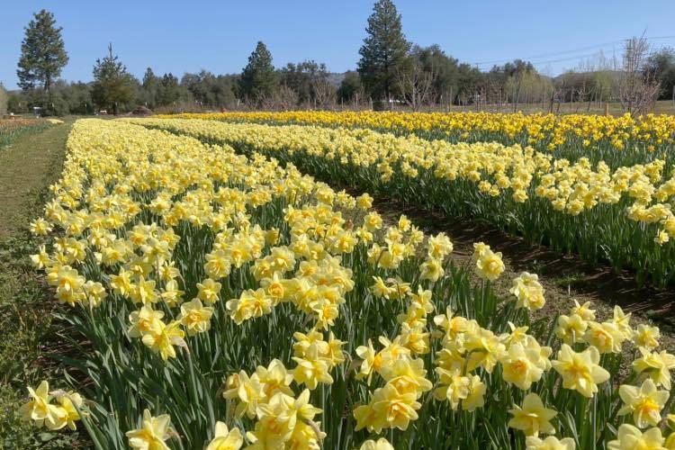Daffodil fields