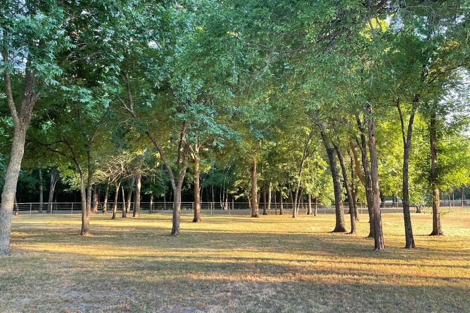 Enchanted Forest View