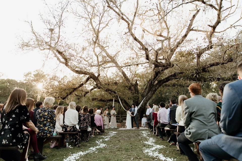 Tree ceremony