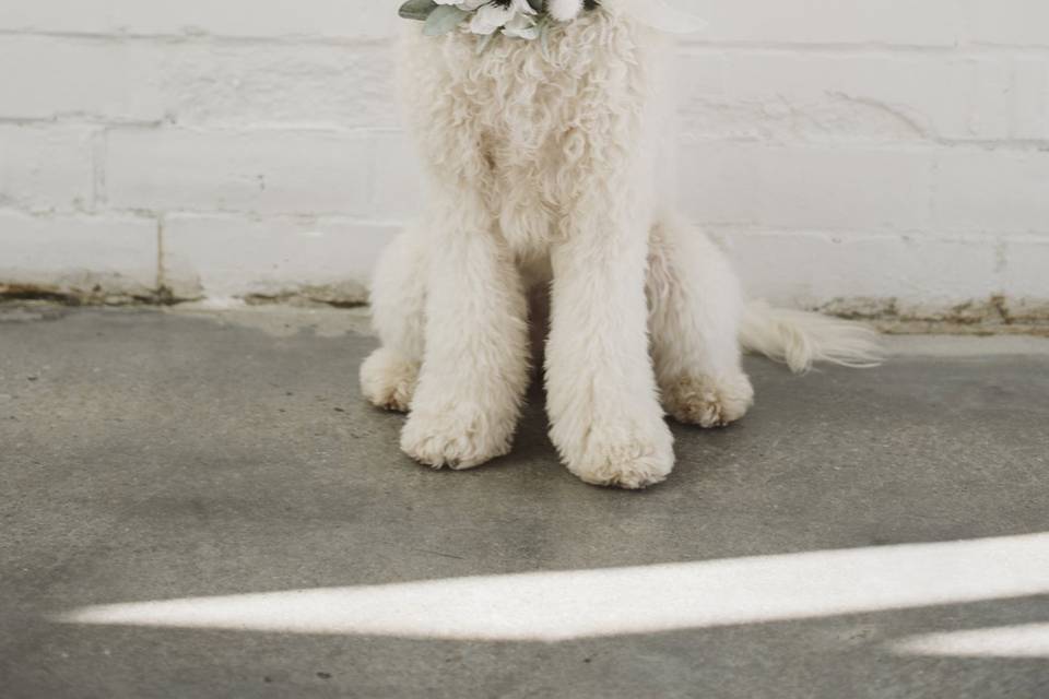 Milly the Flower Dog