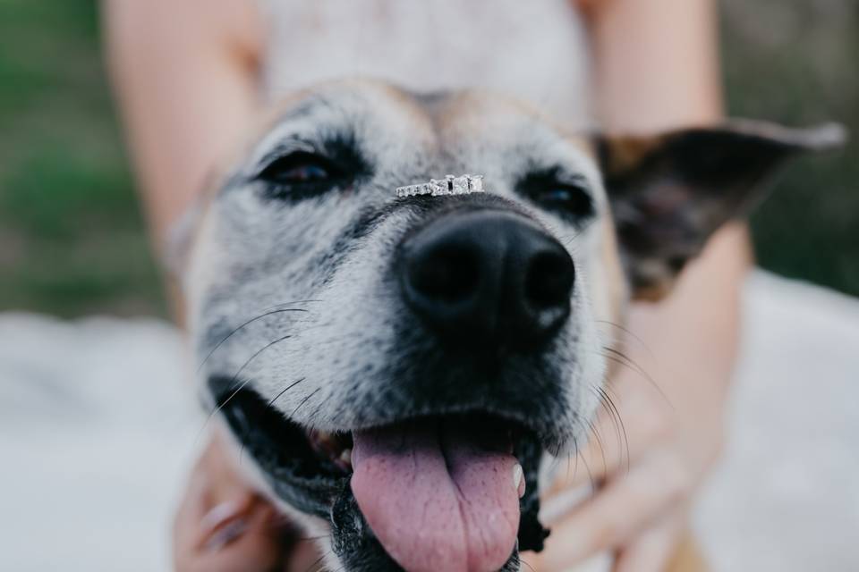 Wild Elopements Photography