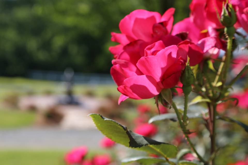 Gardens of roses