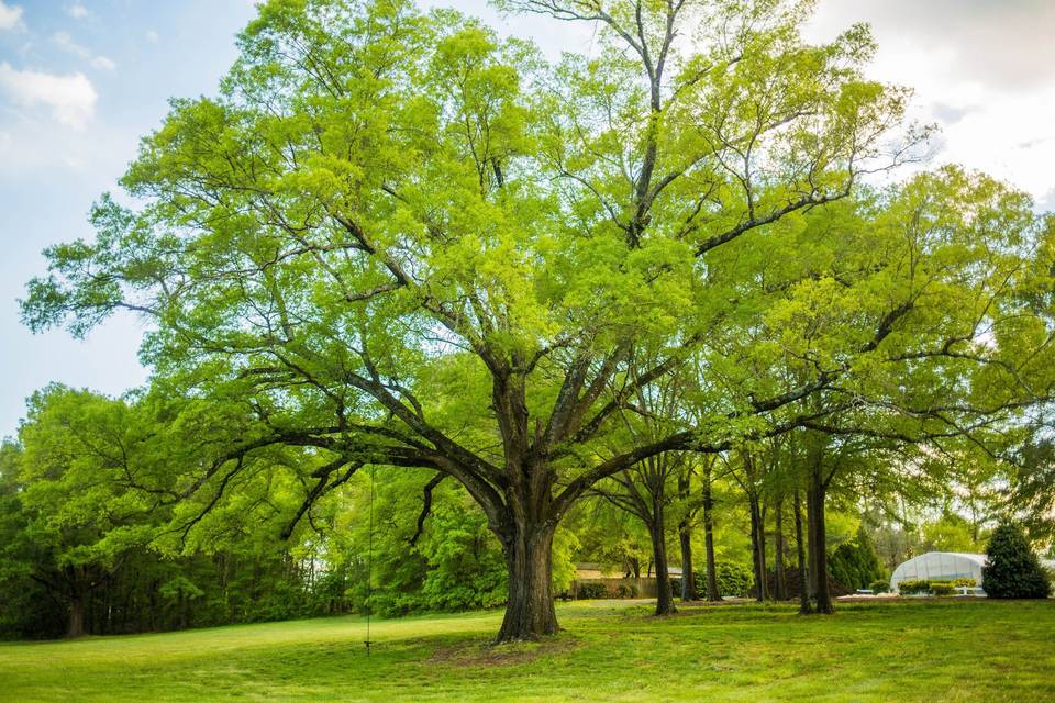 The century old oak