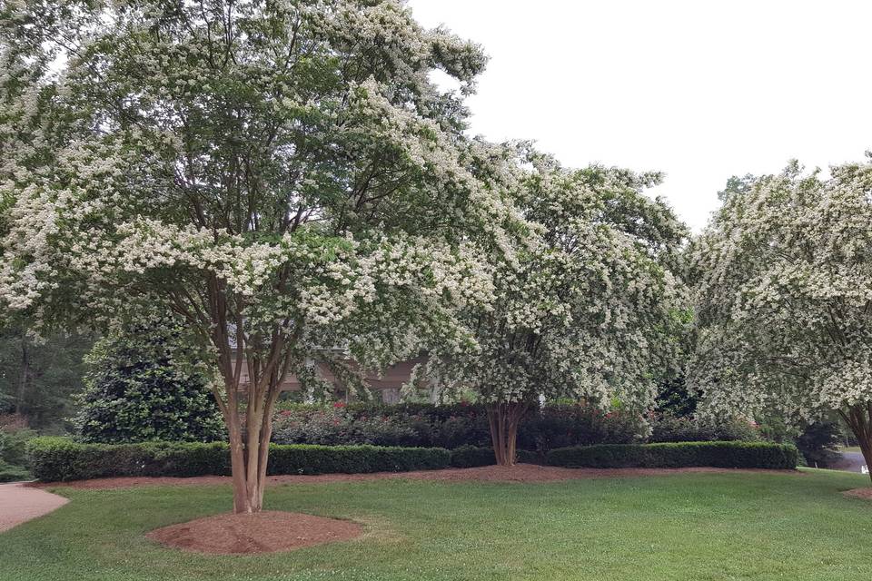 Blooming trees