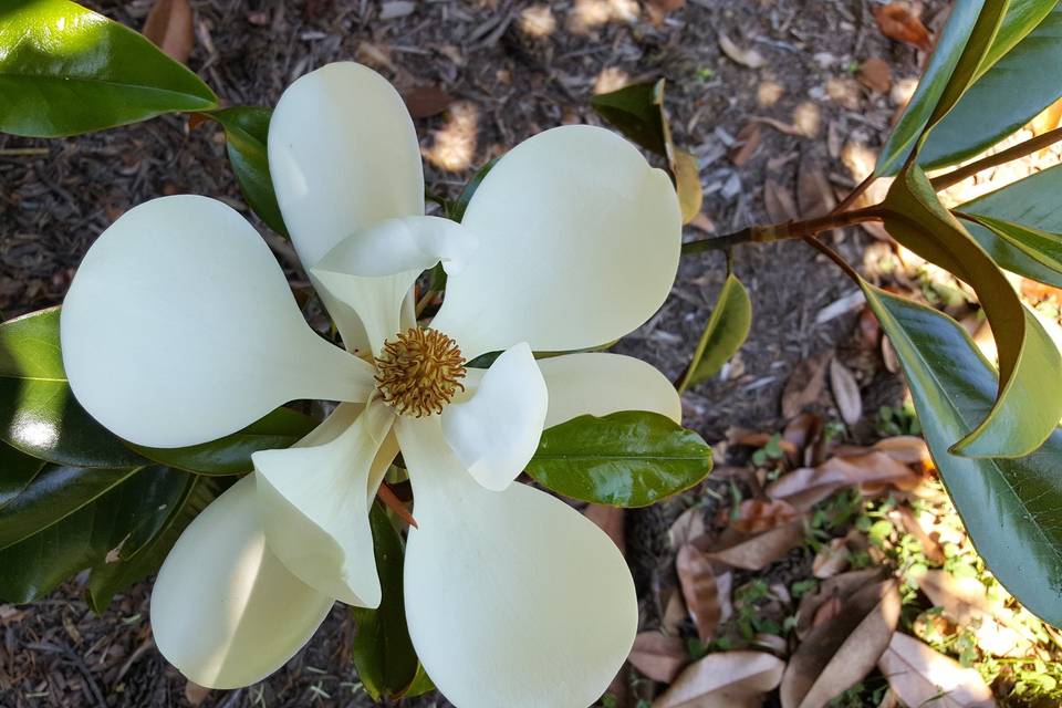 Camellia gardens