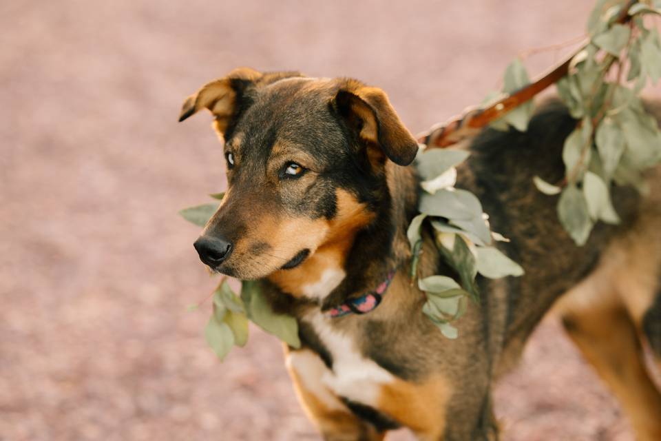 Dog as bridesmaid