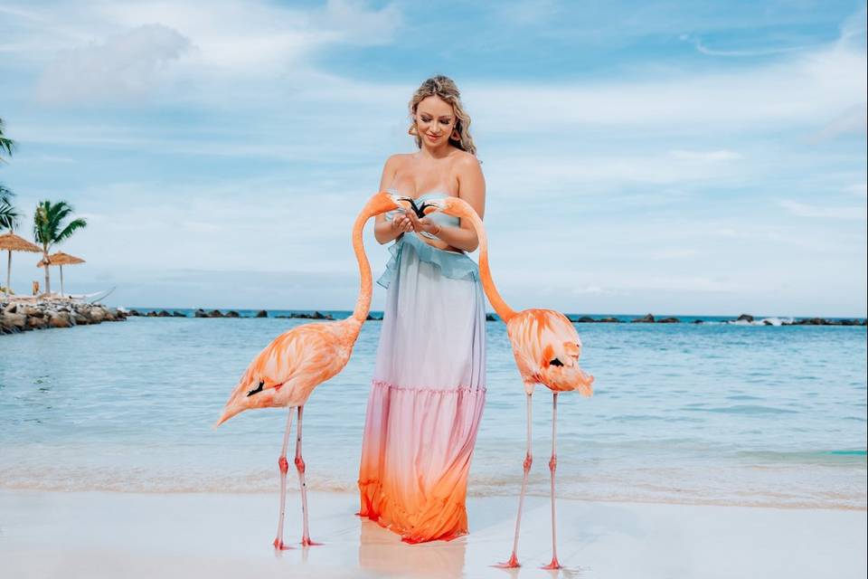 Flamingo Beach Photographer