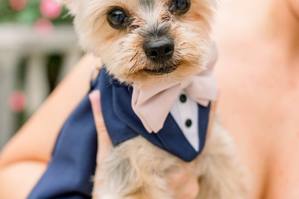 Yorkie Groomsman