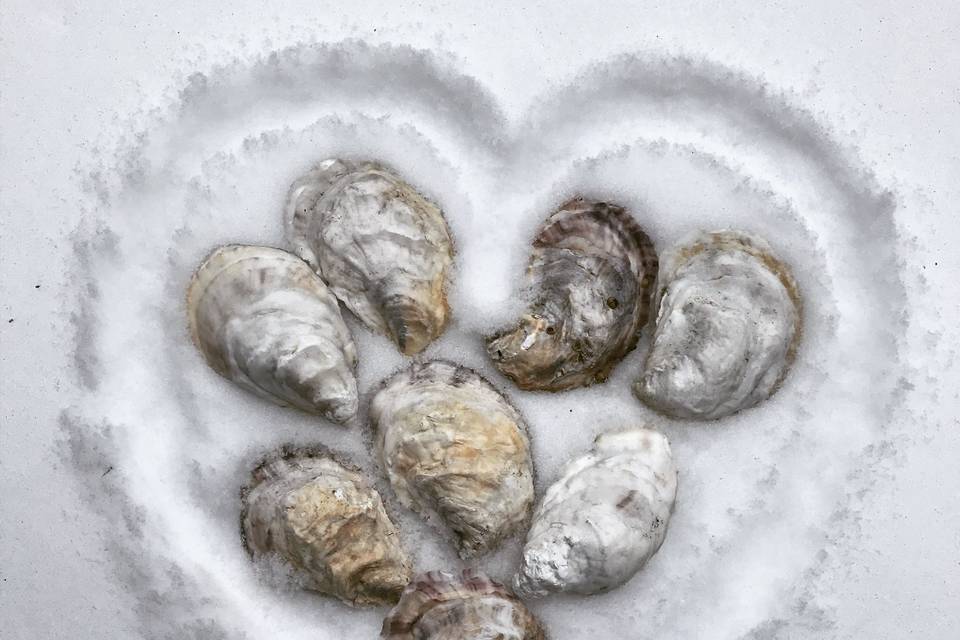 Early winter oysters