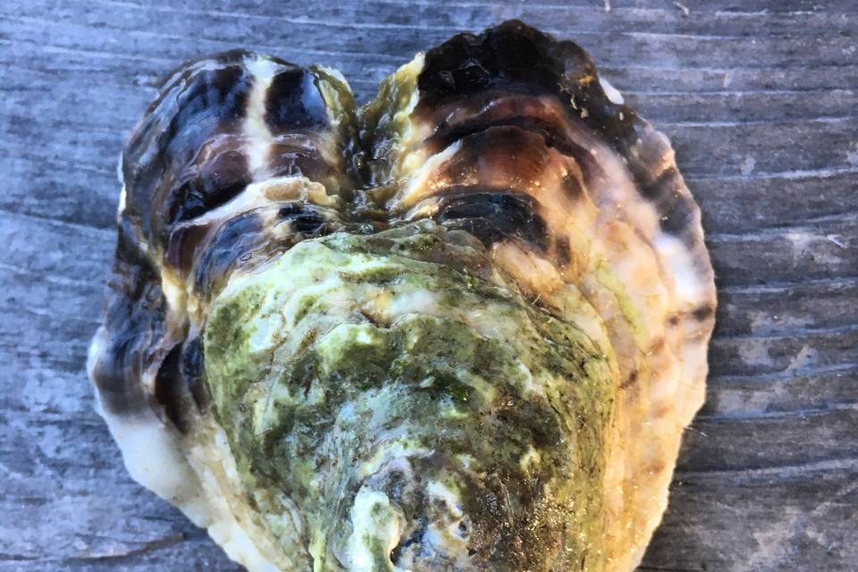 Oyster love