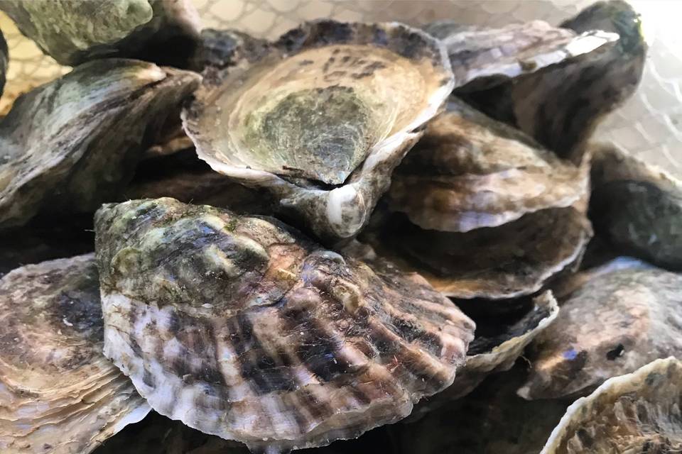 Eastern oysters