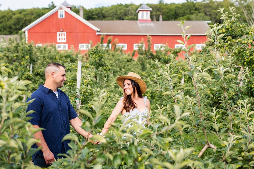 Apple Orchard Engagement