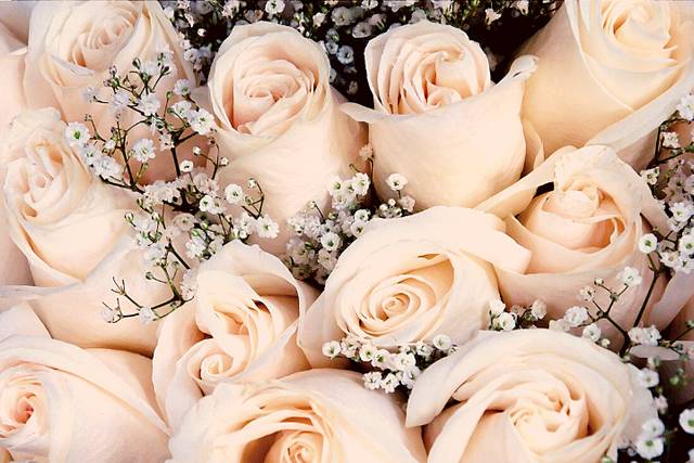 Roses
