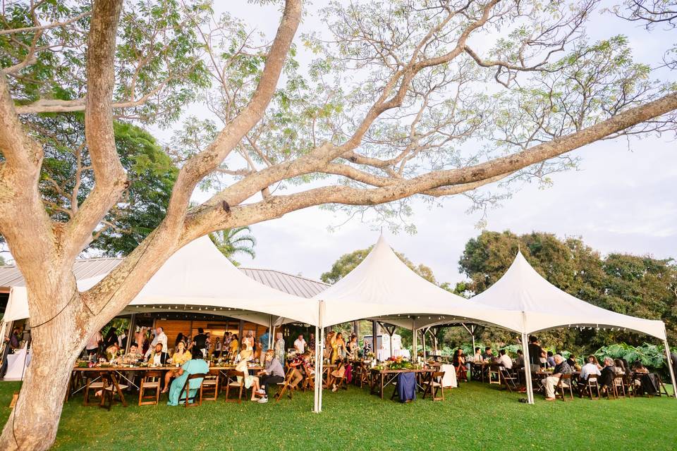 20x20’ tents at Holualoa Inn