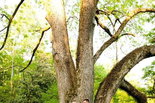 Meadowlark 1939 Pecan Tree