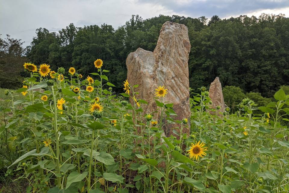 Sunflower and stone