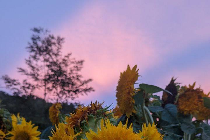 Sunflowers at twilight