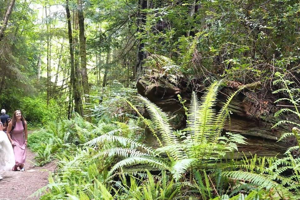 Redwood Hike