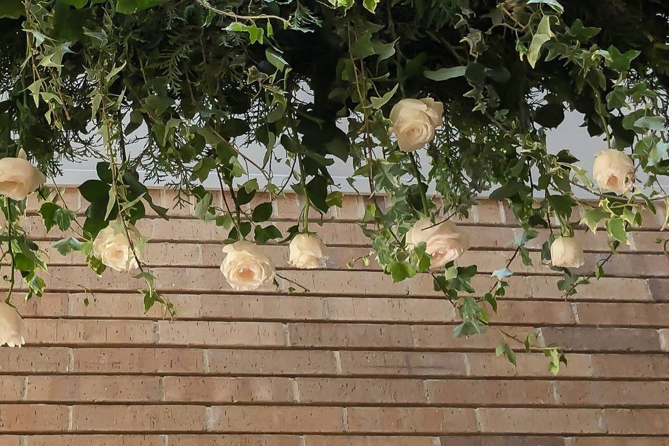 Lush  hanging roses and ivy