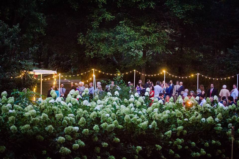 Reception- Lights & Hydrangeas