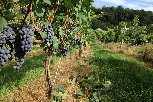 Fariss Farms Llc