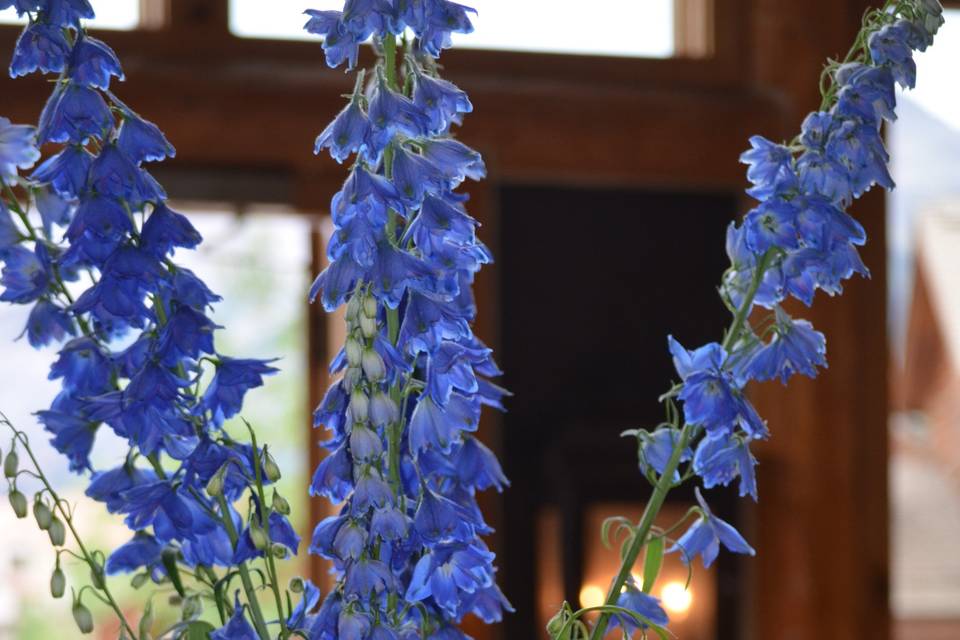 Beautiful mountain flowers