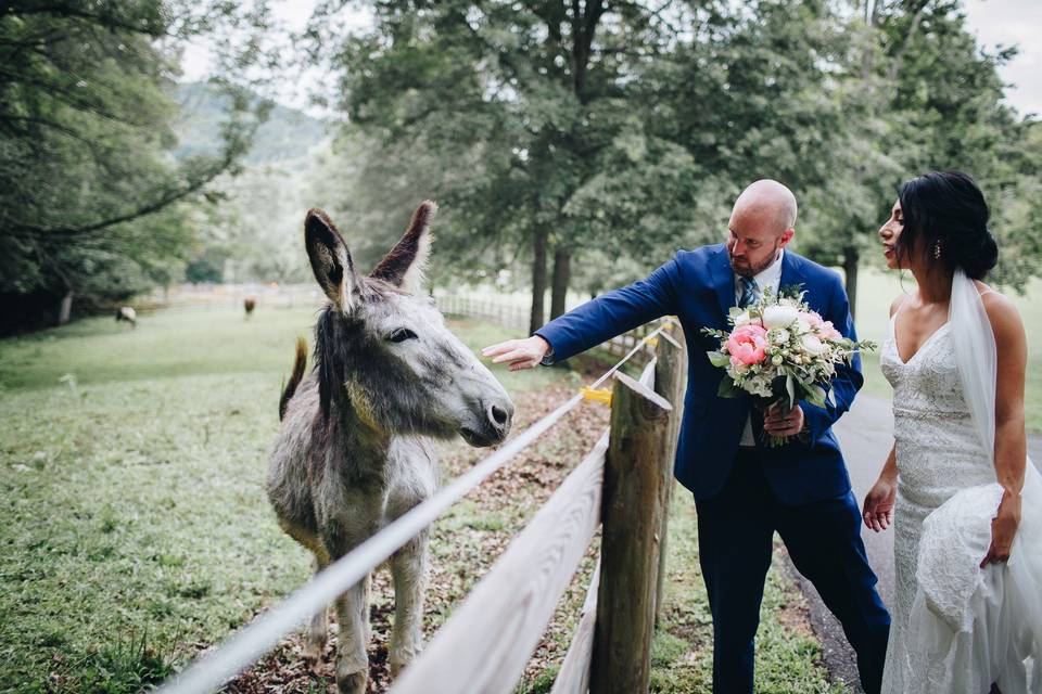 A friendly donkey