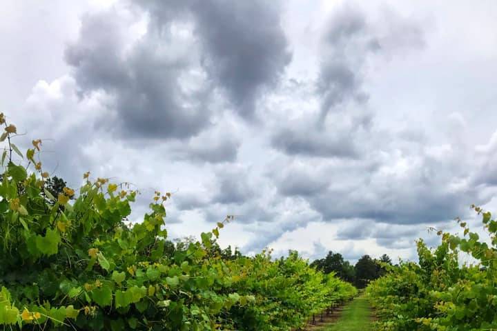 Hodges Vineyards & Winery