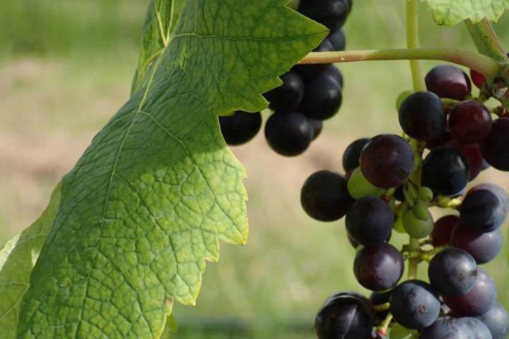 Hodges Vineyards & Winery