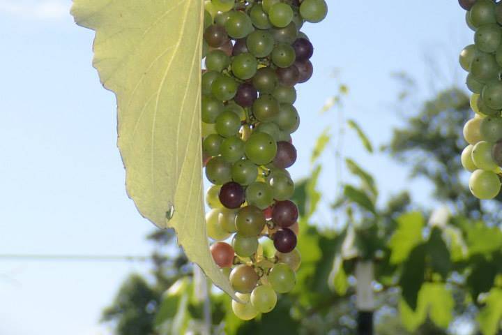 Hodges Vineyards & Winery