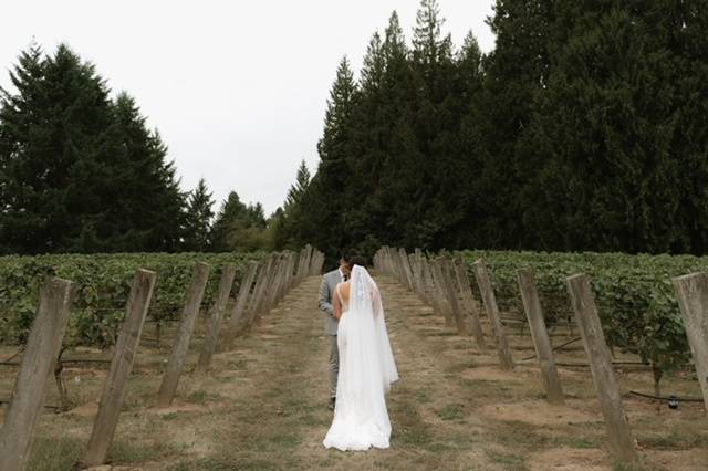 First look in the vineyard