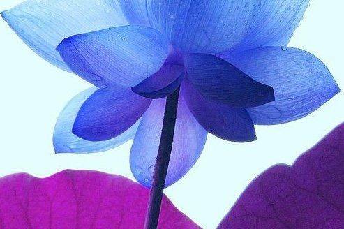 Blue Lotus Spa