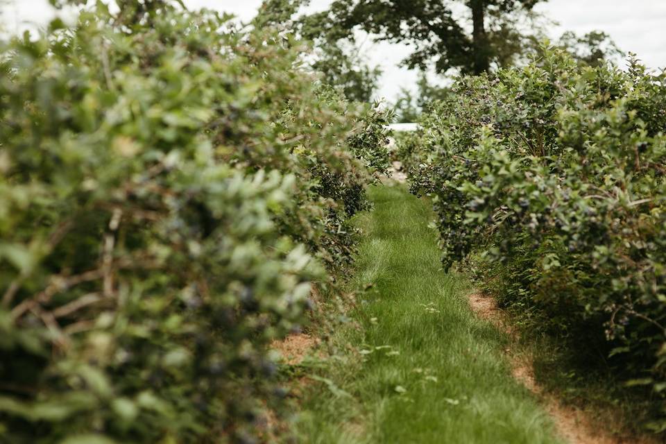 Blueberry Bushes