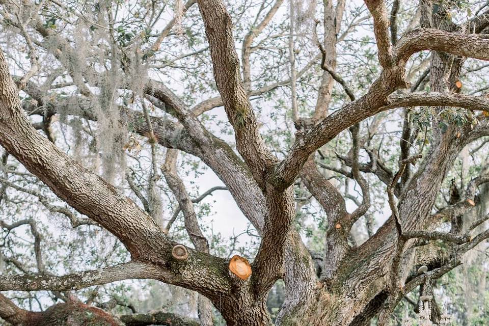 Tree Ceremony Site