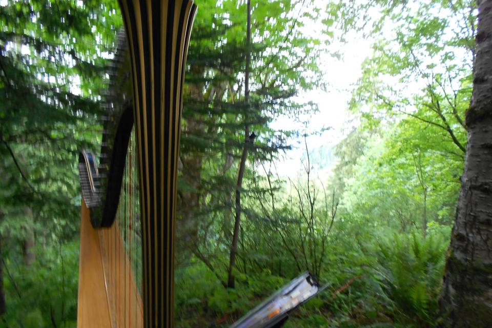 Playing on a woodsy bluff overlooking Snoqualmie Falls. The harp can go places!