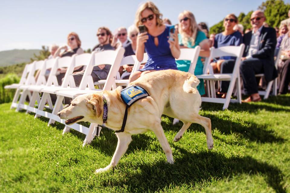 Canine Companion, Ceremony