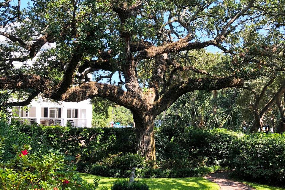 150 Year Old Live Oak