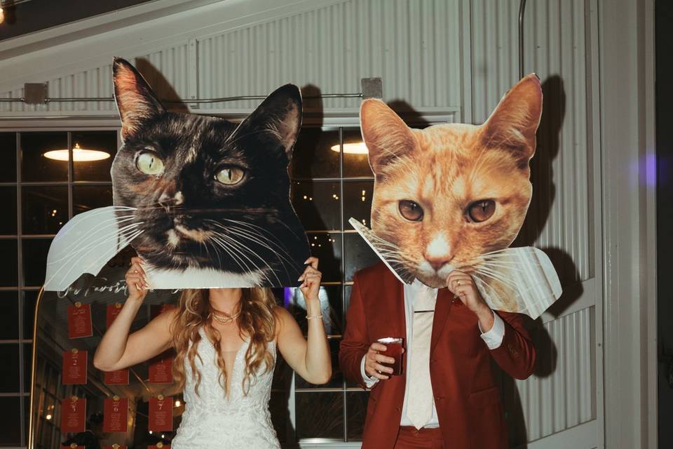 Cat head