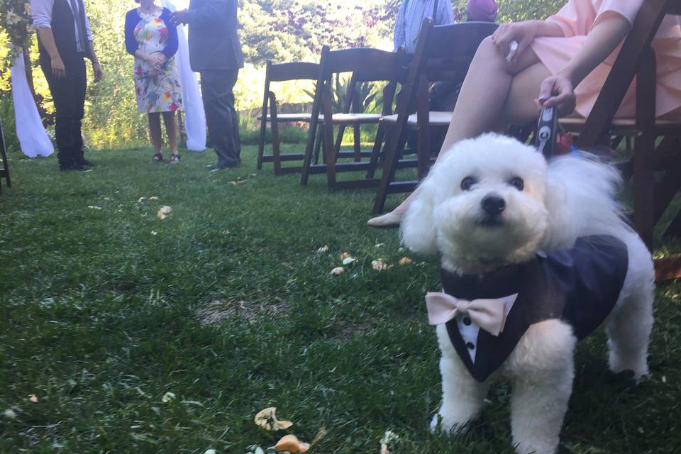 Dog at the wedding