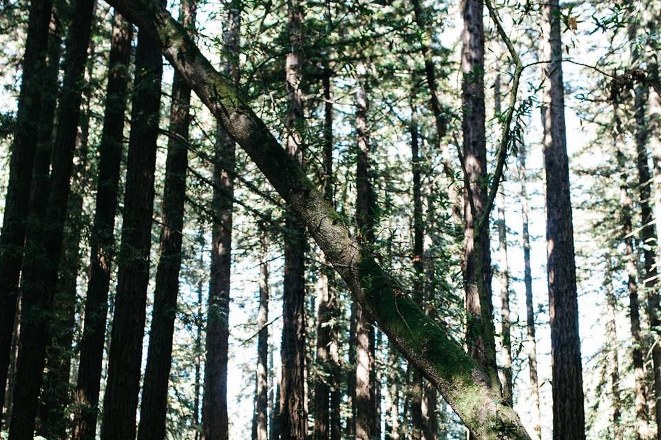 Wedding in the forest