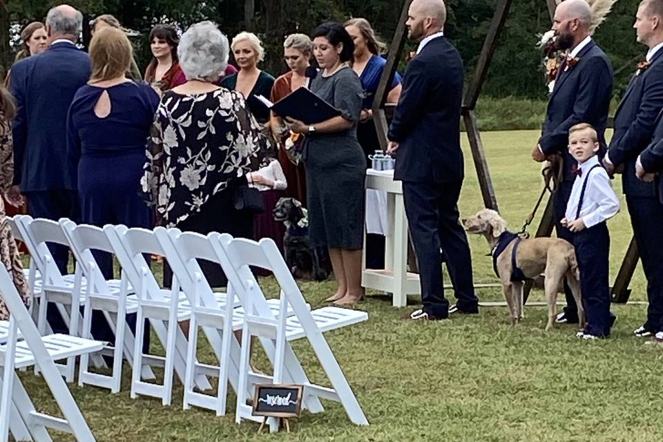 Pups admire the Bride!