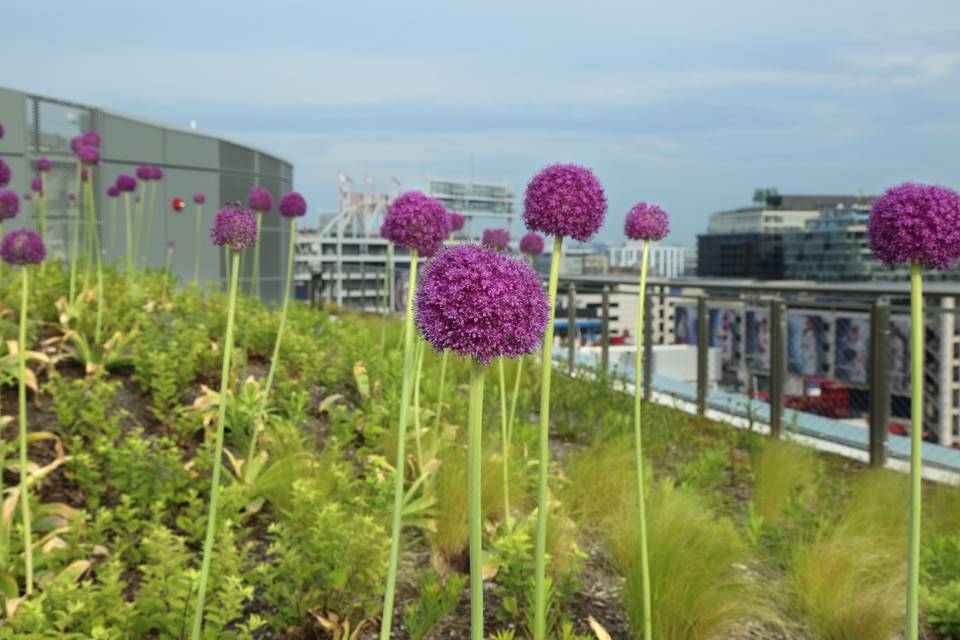 Rooftop View