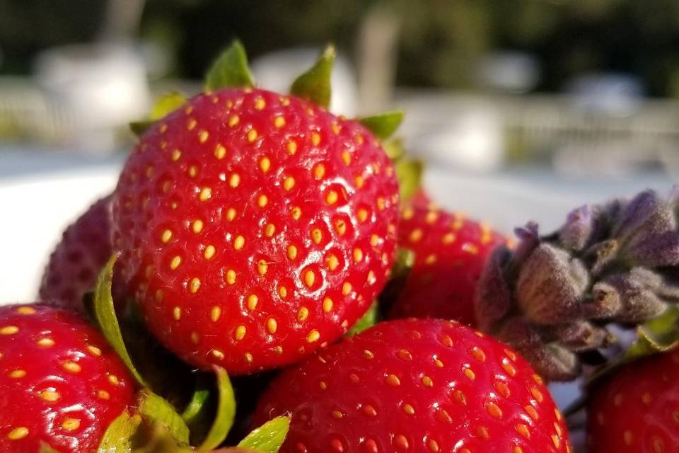Local organic strawberries