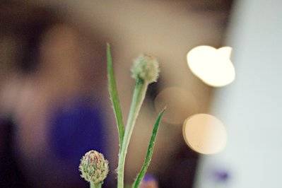 Rejoy Photography