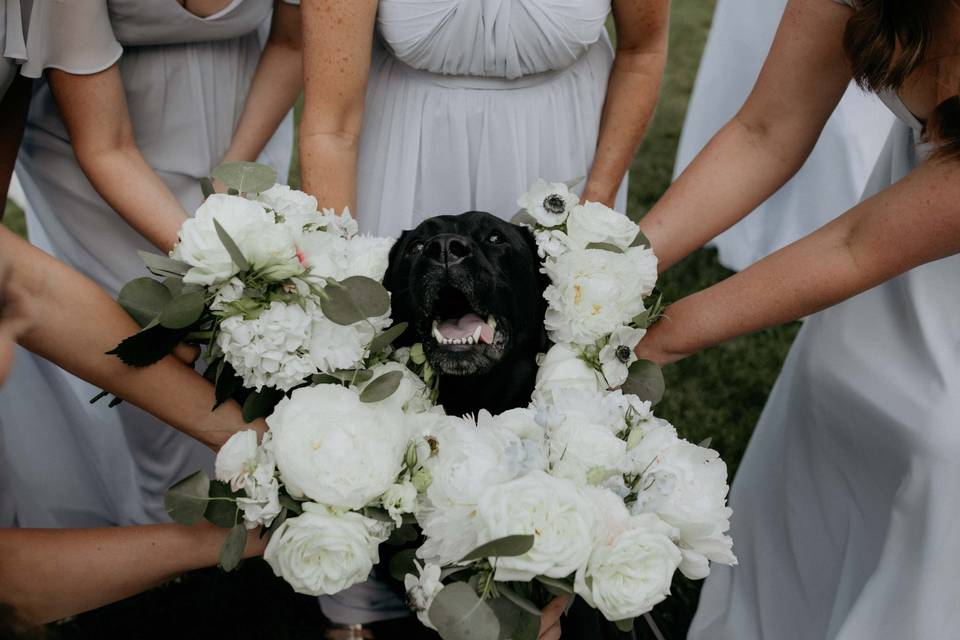 Dog of Honor