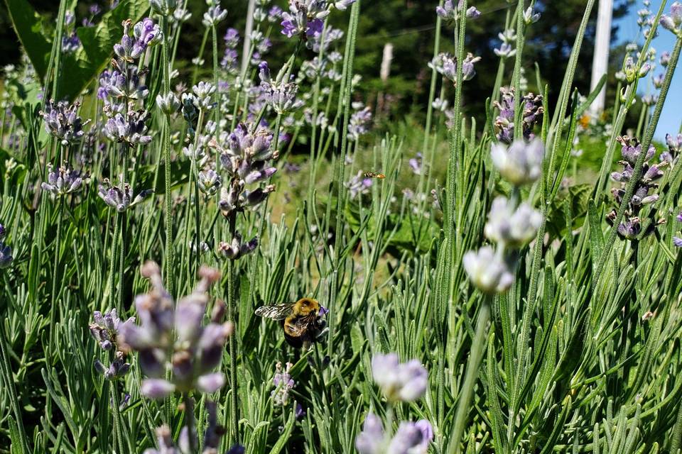 Lavender bushes