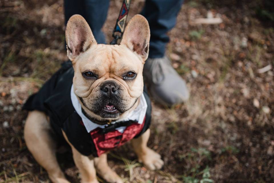 Ring bearer